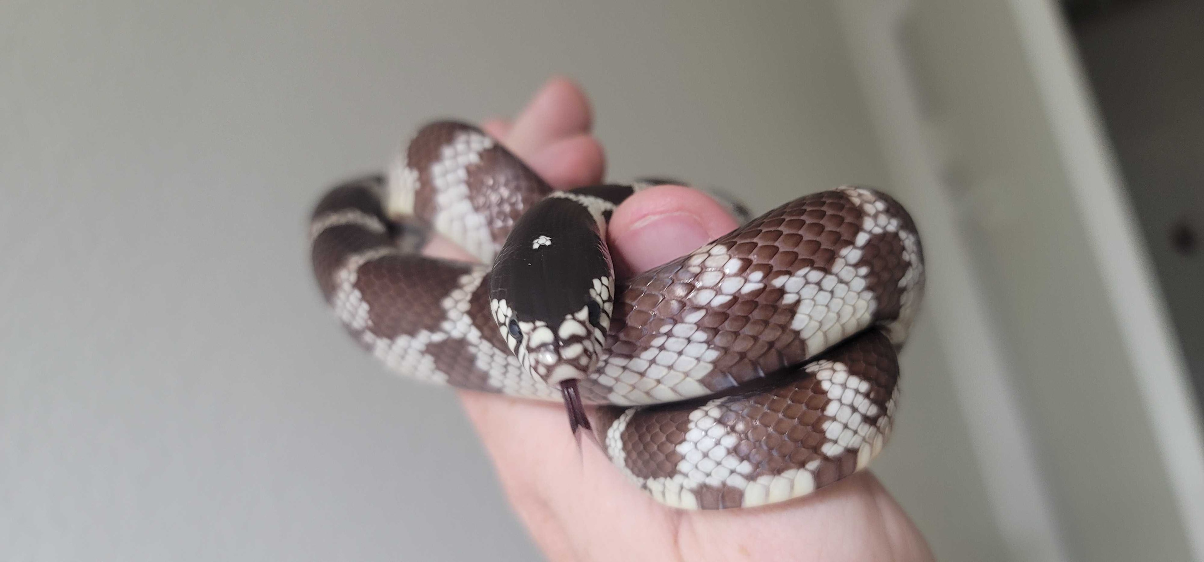 King Tut the California King Snake