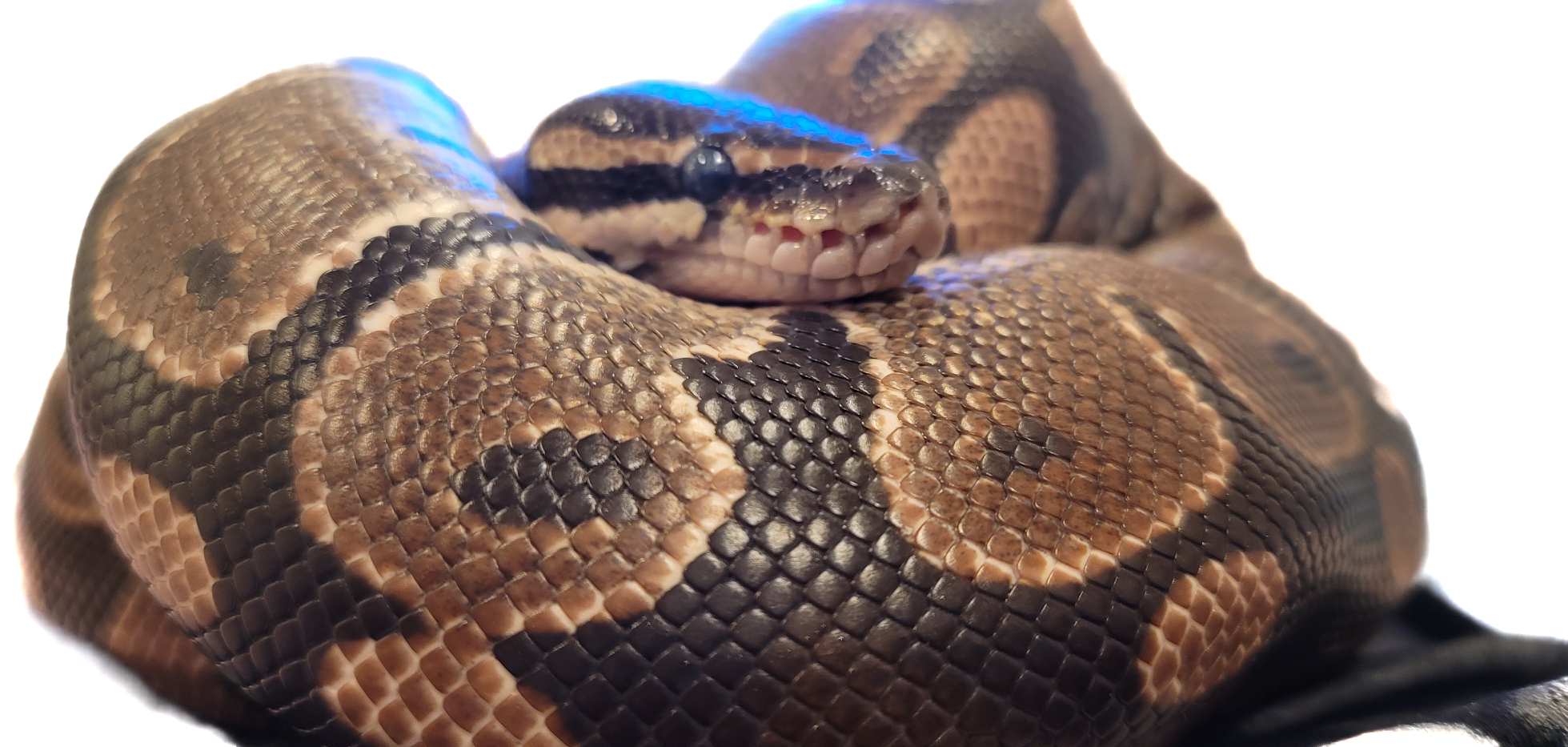 Scream the Ball Python