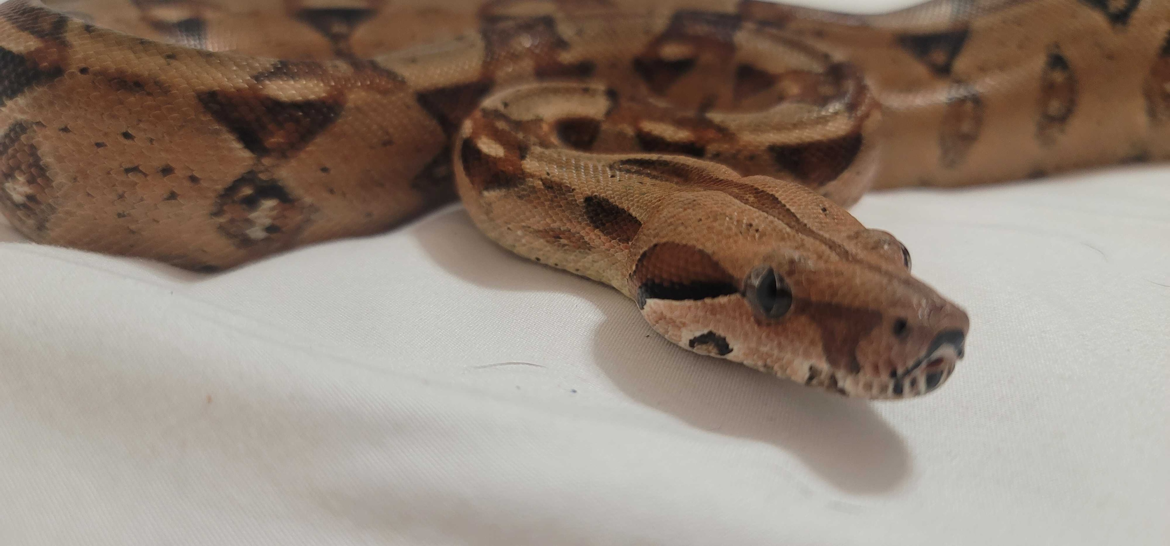 Kids in costumes at a birthday party holding a ball python