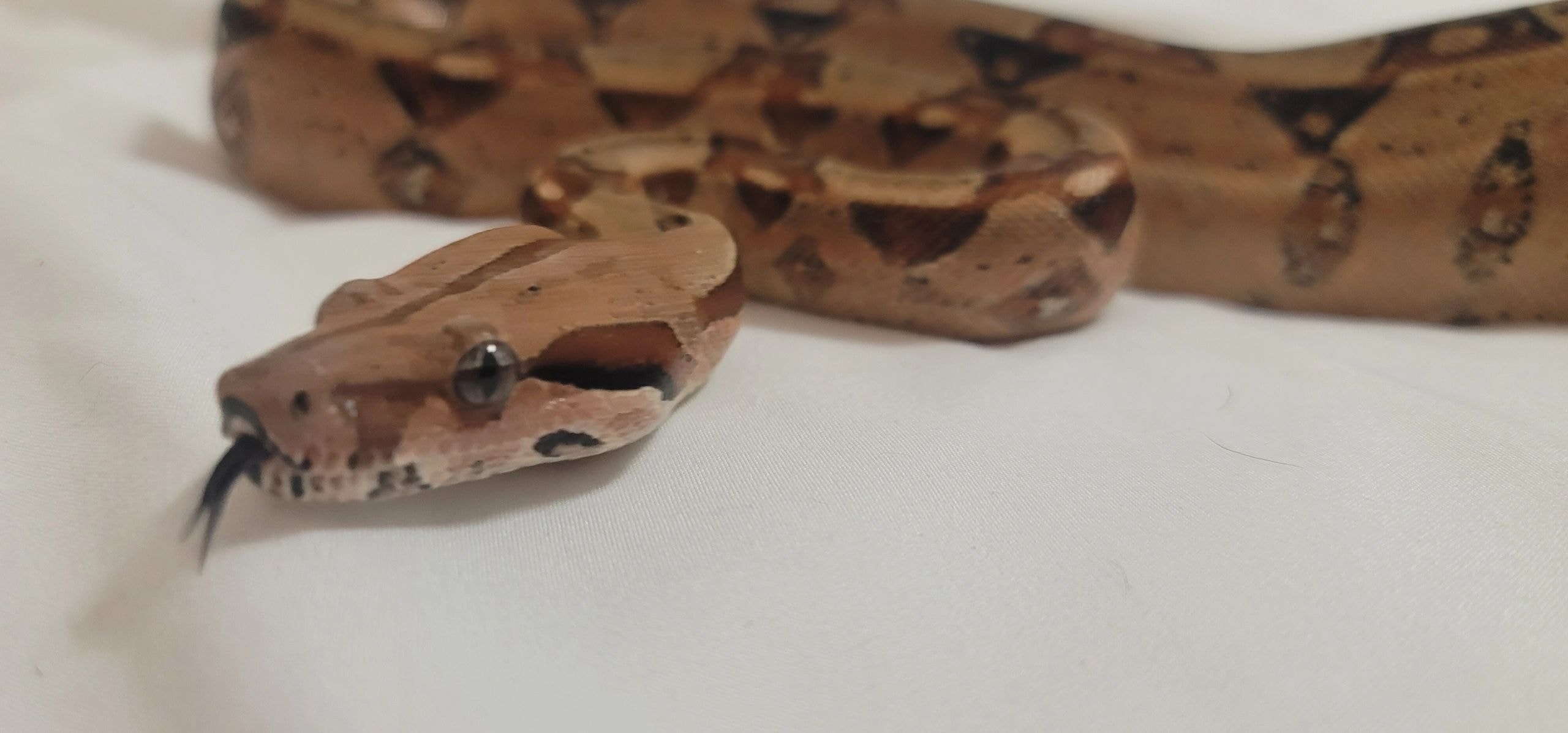 Brown snake with tongue extended on white surface