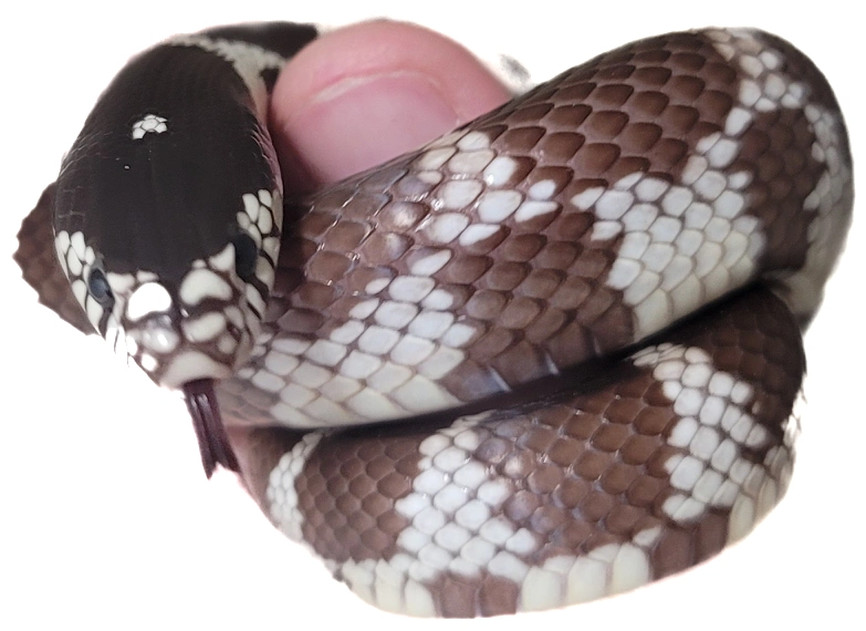 Brown patterned lizard at a presentation