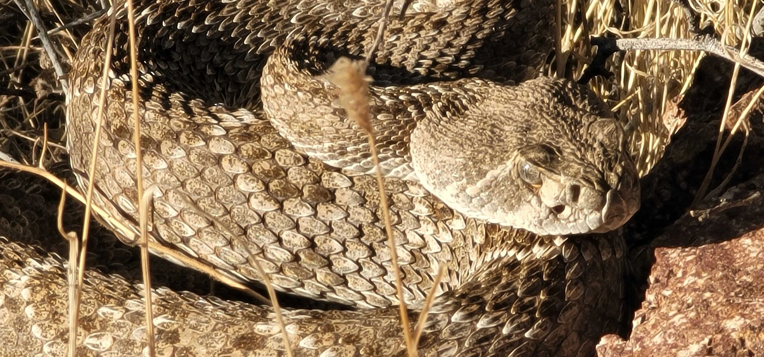 Camouflaged lizard on rocky ground