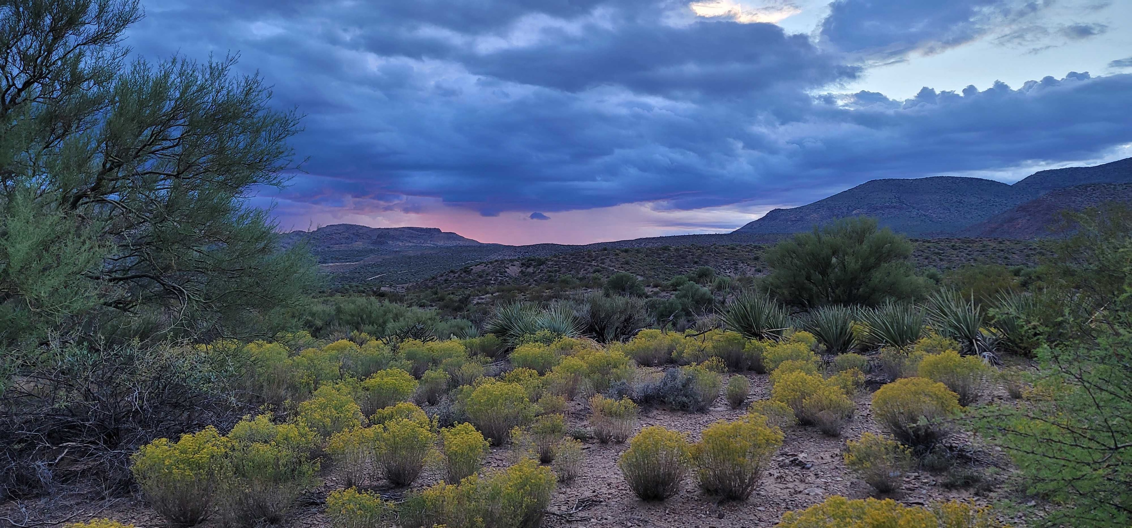 Arizona desert landscape